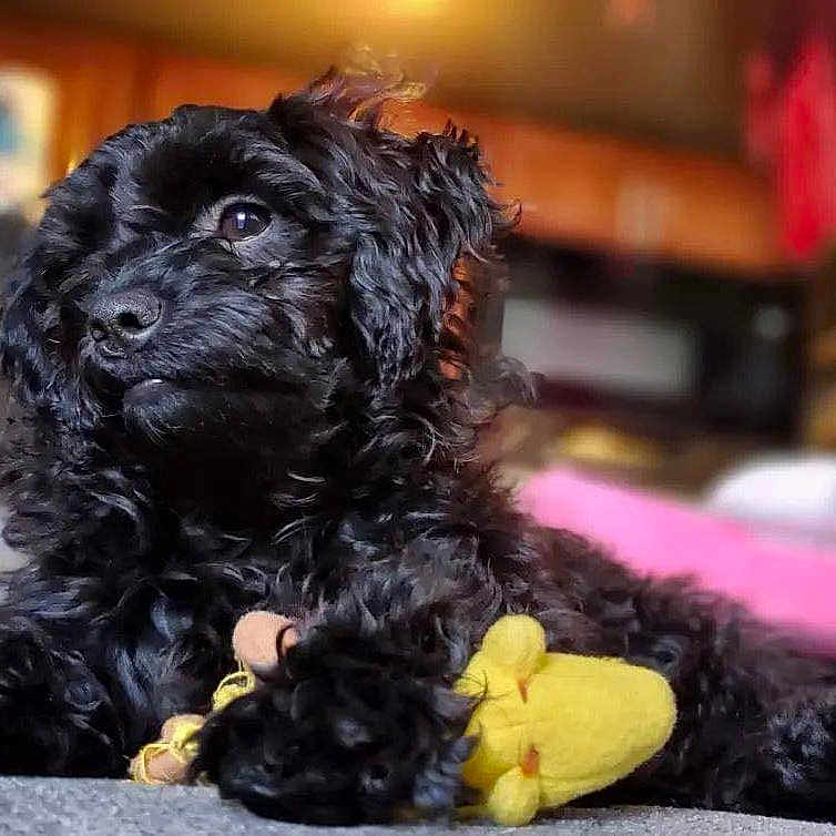 Ethel is registered to the contest to win money with this photo: affenpinscher, animal, bird, canine, cockerspaniel, dog, pet, poodle, puppy, terrier