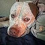 animal, bed, brown, canine, close_up, dog, ears, eyes, fabric, face, indoor, lying_down, nose, pet, pitbull, relaxed, resting, sleepy, snout, white