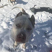 Hemi joined the competition — help win amazing prizes! animal, brown_dog, camouflage_jacket, canine, close_up, cold, curious, daylight, dog, friendly, looking, nature, outdoor, pet, playful, snow, snowy_ground, walking, white_dog, winter