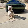animal, calm, car, concrete, daytime, dog, driveway, front_view, green_car, hill, leash, muscle_car, nature, outdoor, parked_car, pet, shadow, sunny, vehicle, white_dog