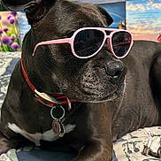 Mystique is registered to the contest to win money with this photo: dog, black_dog, sunglasses, pink_sunglasses, collar, pet_tag, bedspread, indoor, resting, portrait, canine, animal, paw, relaxed, close_up, muzzle, ear, decor, background, colorful