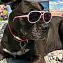 dog, black_dog, sunglasses, pink_sunglasses, collar, pet_tag, bedspread, indoor, resting, portrait, canine, animal, paw, relaxed, close_up, muzzle, ear, decor, background, colorful