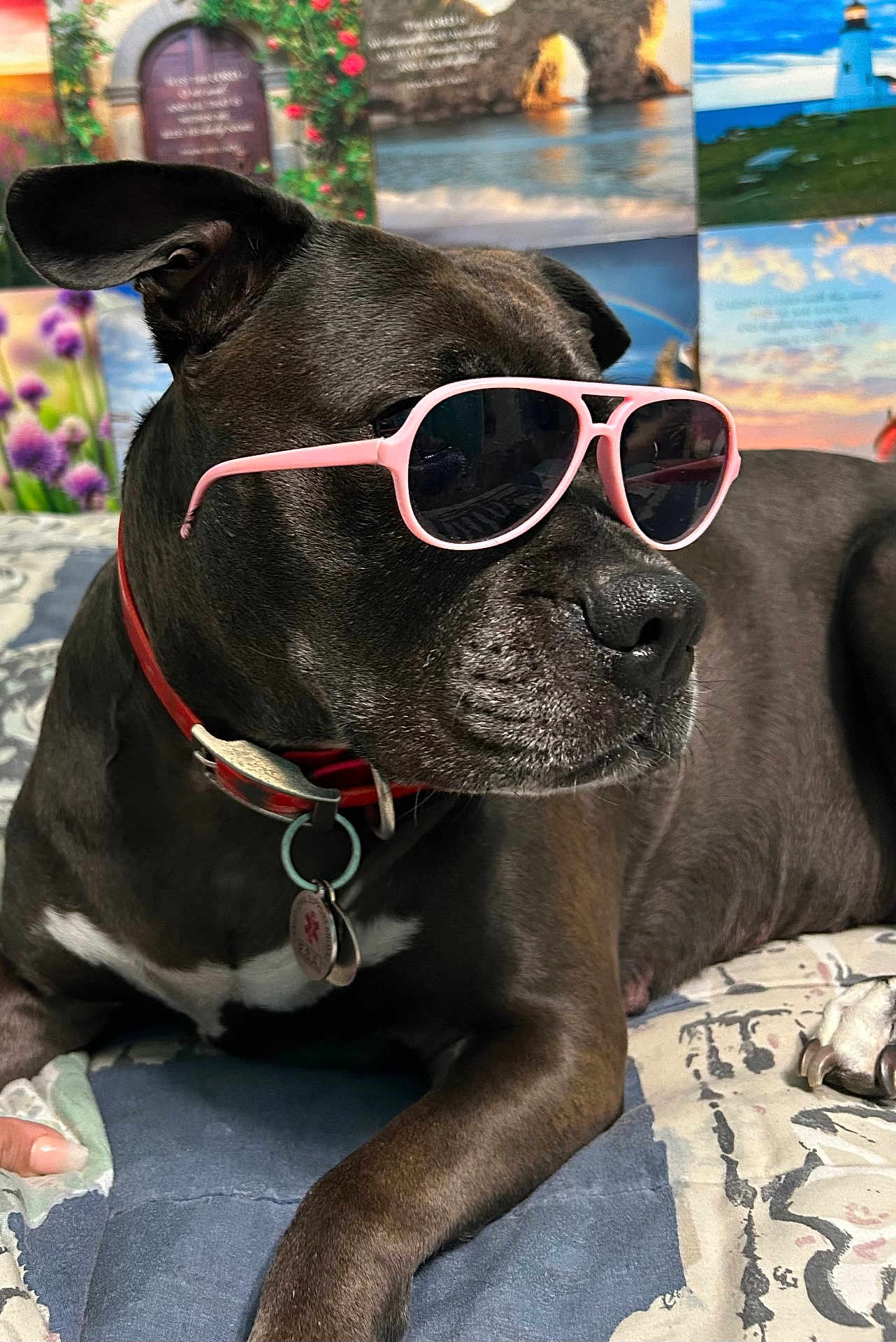 Mystique is registered to the contest to win money with this photo: dog, black_dog, sunglasses, pink_sunglasses, collar, pet_tag, bedspread, indoor, resting, portrait, canine, animal, paw, relaxed, close_up, muzzle, ear, decor, background, colorful