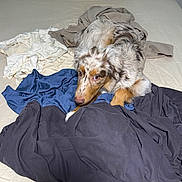 Maverick is registered to the contest to win money with this photo: dog, bed, clothing, fabric, merle, pet, indoor, curious, animal, fur, laying, textile, domestic_animal, light_brown, white, gray, blue, black, beige, resting