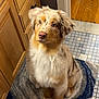 Maverick is registered to the contest to win money with this photo: dog, puppy, australian_shepherd, furry, indoor, kitchen, rug, wood_cabinet, curious, pet, animal, brown, white, tan, ears, eyes, floor, tile, cute, sitting
