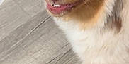 Maverick is registered to the contest to win money with this photo: dog, pet, close_up, floor, wooden_floor, brown_fur, white_fur, tan_fur, happy, smiling, canine, indoor, animal, cute, furry, ears, face, nose, tongue, friendly