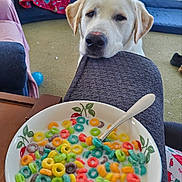Akira is registered to the contest to win money with this photo: blanket, blue_ball, bowl, carpet, cereal, colorful, couch, cute, dog, focus, furniture, indoor, labrador, living_room, milk, pet, puppy, snack, spoon, waiting