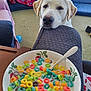 blanket, blue_ball, bowl, carpet, cereal, colorful, couch, cute, dog, focus, furniture, indoor, labrador, living_room, milk, pet, puppy, snack, spoon, waiting