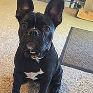 L.t joined the competition — help win amazing prizes! animal, attentive, black_dog, carpet, collar, cute, dog, ears, floor_mat, french_bulldog, fur, home, indoor, nose, pet, portrait, puppy, sitting, whiskers, young_dog
