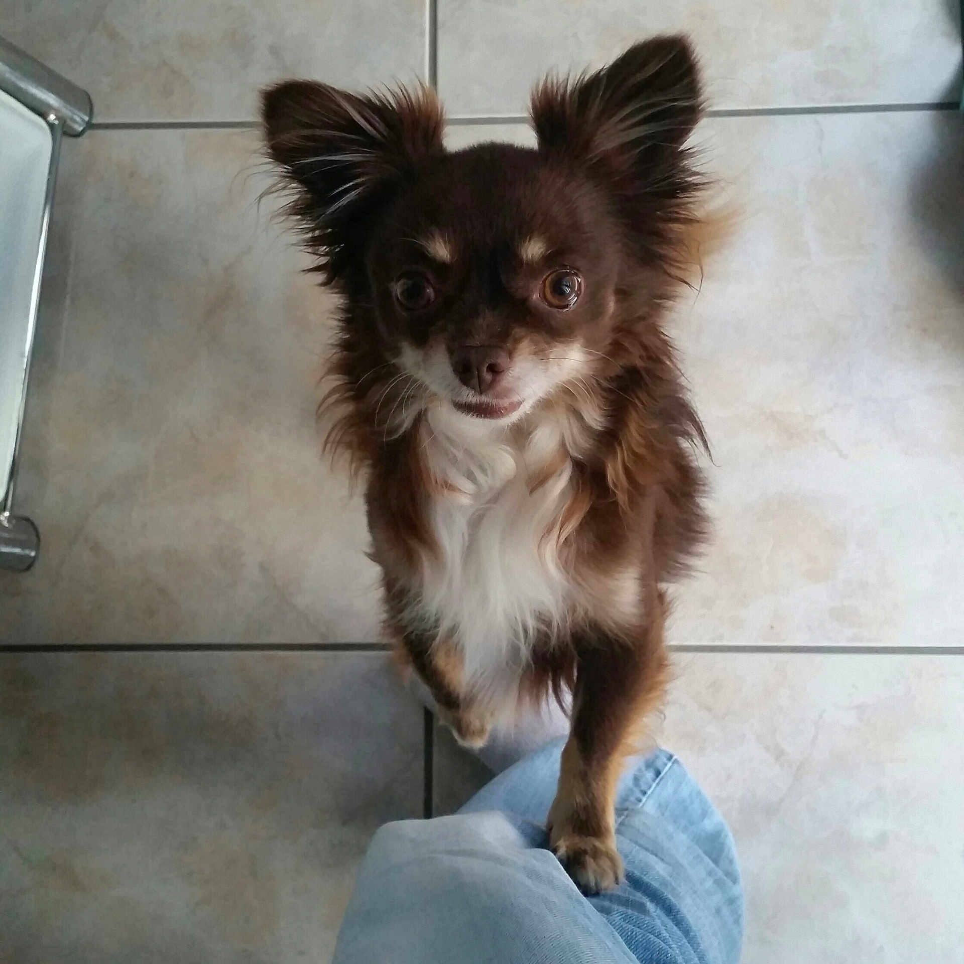 Jéty participe au concours pour gagner de l'argent avec cette photo : dog, chihuahua, small_dog, brown_fur, white_fur, pet, indoor, tile_floor, looking_up, perky_ears, curious, paw_on_leg, jeans, person, close_up, cute, animal, domestic_animal, standing, furry
