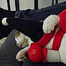 Happy participe au concours pour gagner de l'argent avec cette photo : animal, black_hat, cat, close_up, couch, cozy, cute, feline, fur, hat, indoor, paw, pet, pom_pom, red_plush, relaxed, resting, sleeping, soft, whiskers