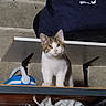 animal, bag, brown_and_white, cat, concrete_wall, curious, domestic, ears, furniture, household, indoor, kitten, looking, pet, shelf, small_animal, standing, storage, vacuum_cleaner, young_cat