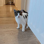 Happy participe au concours pour gagner de l'argent avec cette photo : animal, cat, curious, cute, domestic_cat, door, feline, flooring, hallway, home, indoor, kitten, looking, pet, small, standing, tabby, white, wooden_floor, young