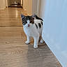 animal, cat, curious, cute, domestic_cat, door, feline, flooring, hallway, home, indoor, kitten, looking, pet, small, standing, tabby, white, wooden_floor, young