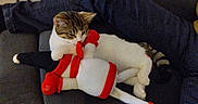 Happy participe au concours pour gagner de l'argent avec cette photo : cat, stuffed_toy, couch, jeans, relaxing, indoor, pet, toy, feline, cozy, resting, soft_lighting, casual, home, comfort, animal, sleepy, domestic, striped_cat, plush