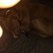 Sativa is registered to the contest to win money with this photo: dog, brown_dog, curled_up, sleeping, blanket, indoor, pet, canine, fur, resting, cozy, animal, quiet, dark, shadow, paw, ear, nose, snout, relaxed