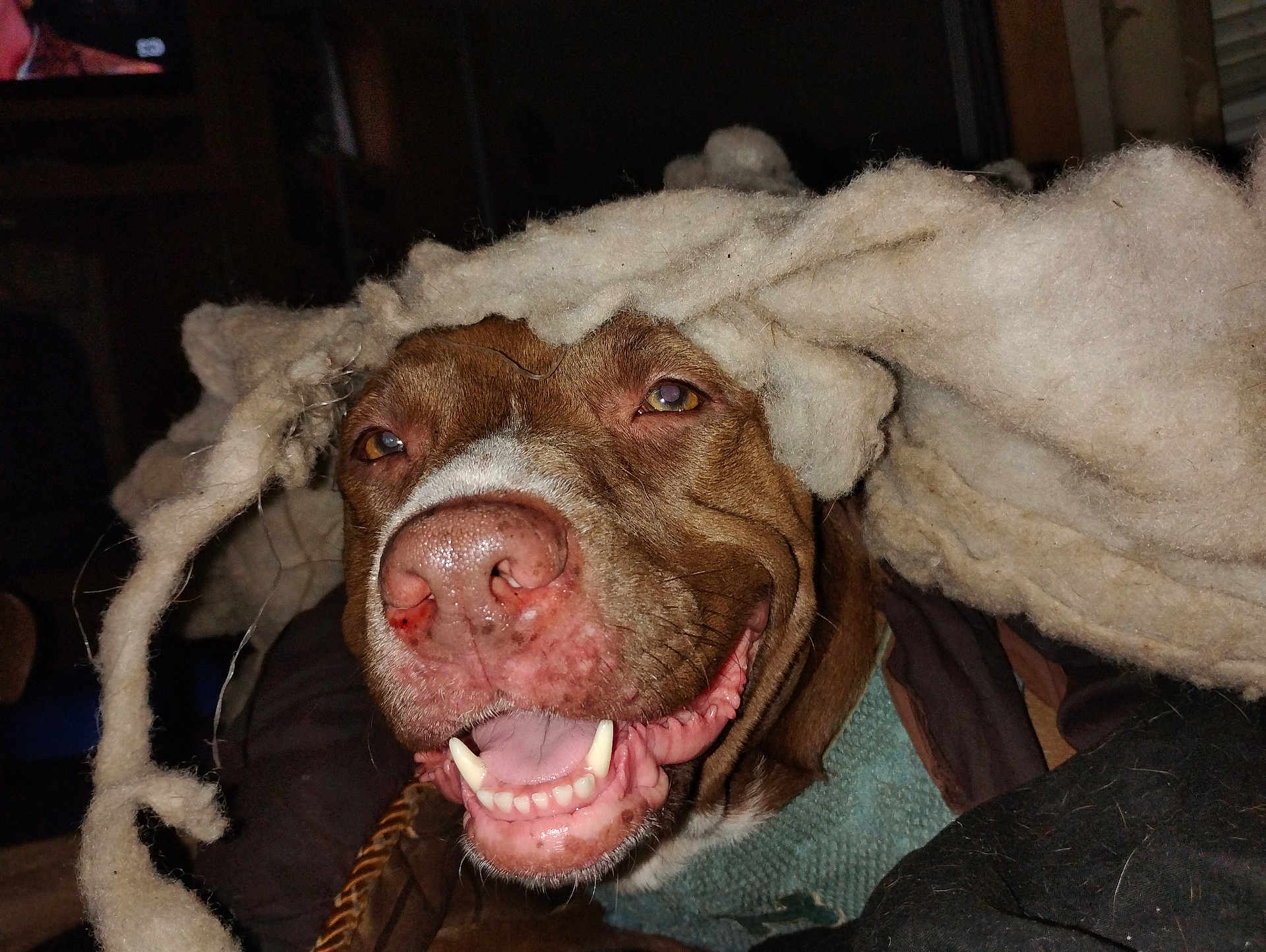 Sativa is registered to the contest to win money with this photo: dog, smiling, face, nose, teeth, wool, hat, brown_dog, pet, indoor, closeup, happy, cute, animal, domestic_animal, furry, canine, portrait, fluffy, cozy