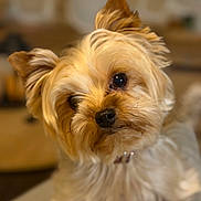 Onely a rejoint le concours — aidez-le/la à gagner de superbes lots ! animal, brown_eyes, canine, close_up, companion, curious, cute, dog, domestic_animal, fluffy, friendly, fur, head_tilt, house_pet, indoor, pet, portrait, small_dog, soft_focus, warm_lighting