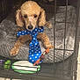 dog, small_dog, poodle, tie, blue_tie, crate, pet_bed, plush_bed, toy, chew_toy, floor, indoor, pet, animal, fur, canine, resting, cute, looking, collar