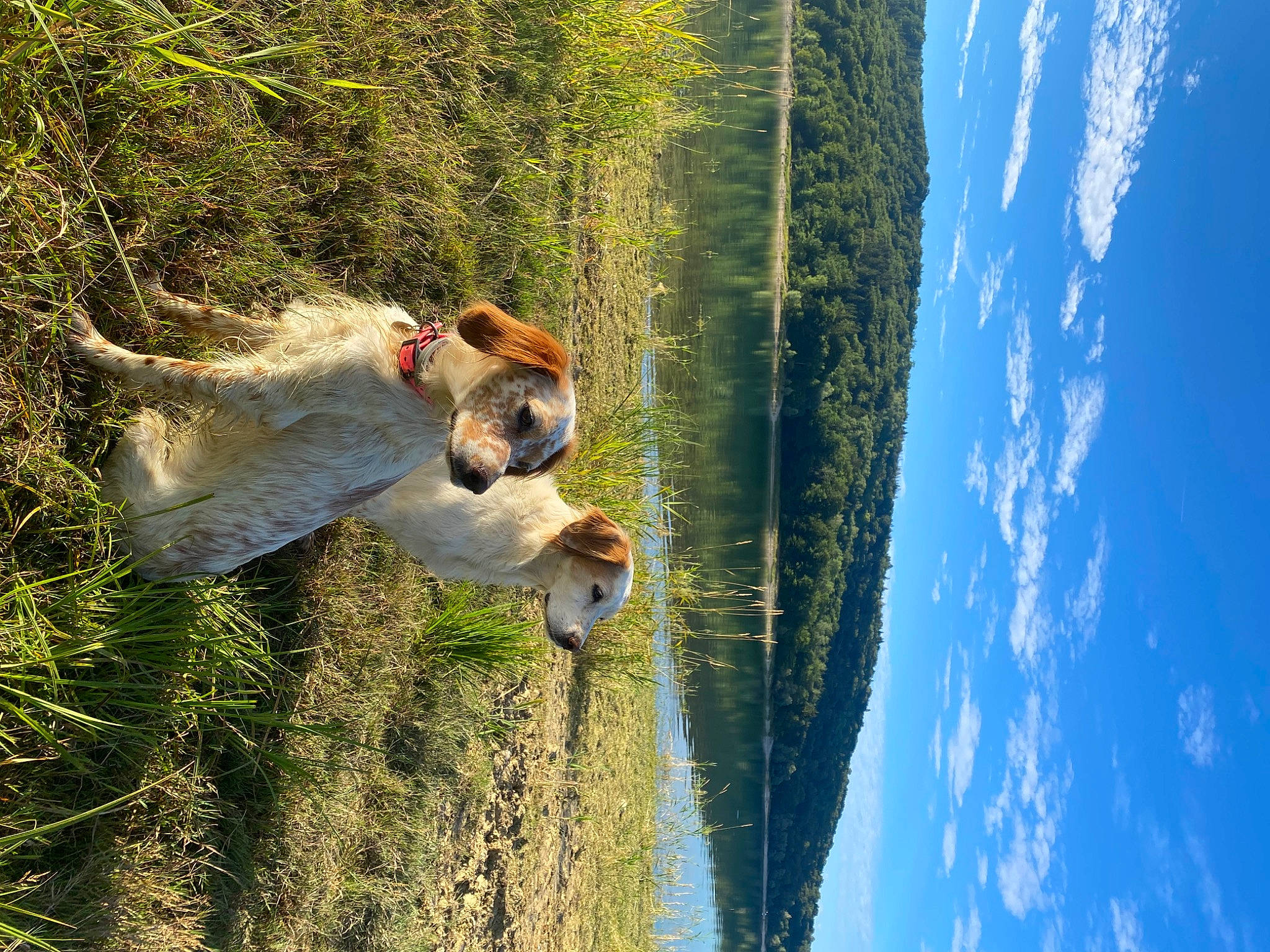 Irka a rejoint le concours — aidez-le/la à gagner de superbes lots ! adventure, carnivore, cloud, dog, fawn, fun, grass, happy, landscape, leisure, people_in_nature, plant, recreation, sky, sporting_group, sunglasses, tree, water, wildlife, wood