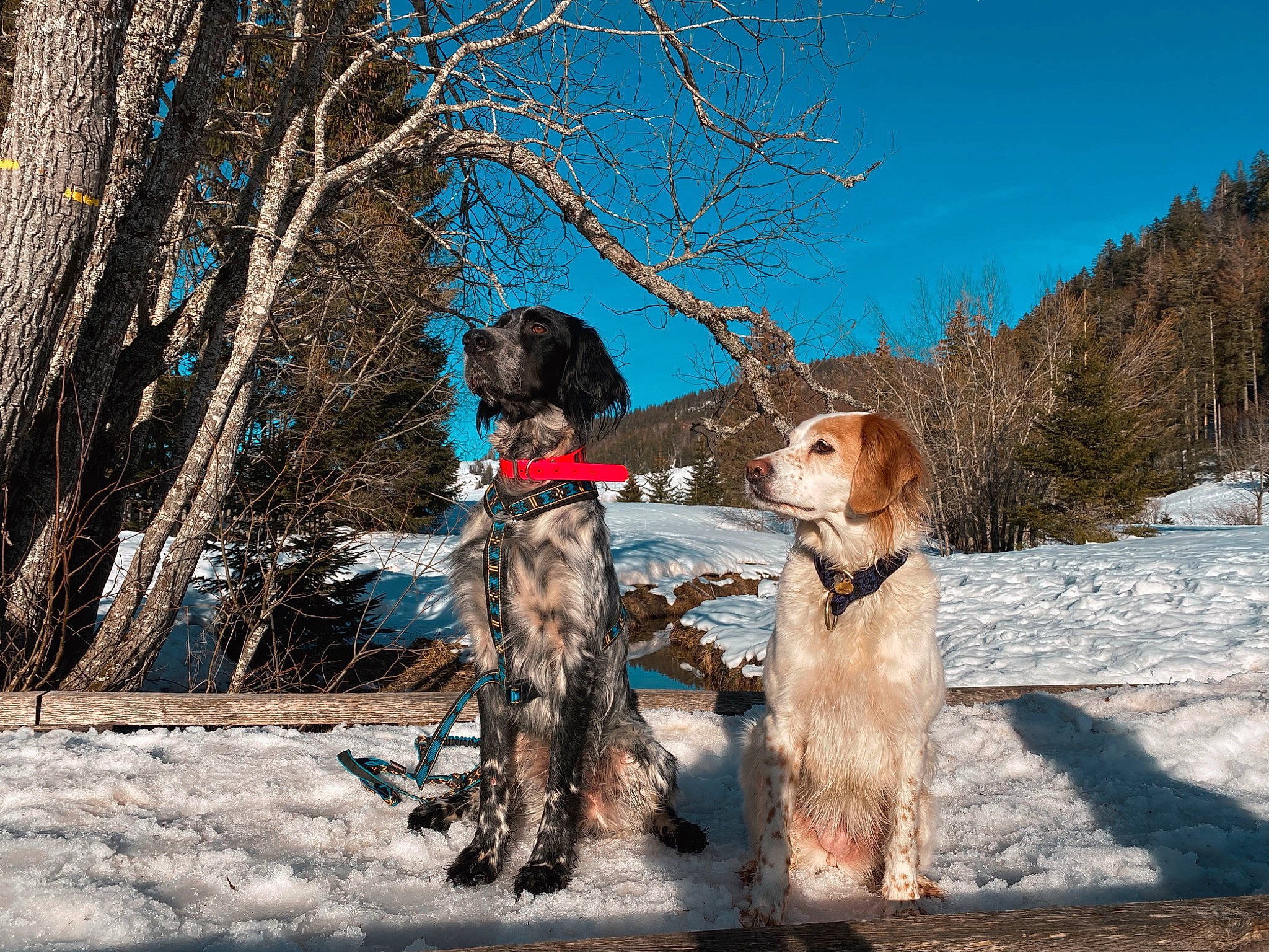 Oky participe au concours pour gagner de l'argent avec cette photo : canidae, carnivore, collar, companion_dog, dog, dog_breed, dog_collar, fawn, freezing, gun_dog, liver, plant, recreation, sky, snow, spaniel, sporting_group, tree, twig, winter