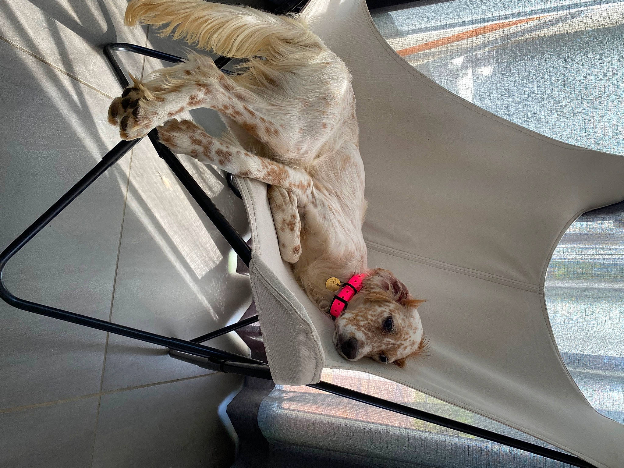 Lilas participe au concours pour gagner de l'argent avec cette photo : auto_part, automotive_window_part, ceiling, claw, comfort, daylighting, fawn, feather, fur, glass, hood, metal, tail, twig, vehicle_door, whiskers, window, windshield, wing, wood