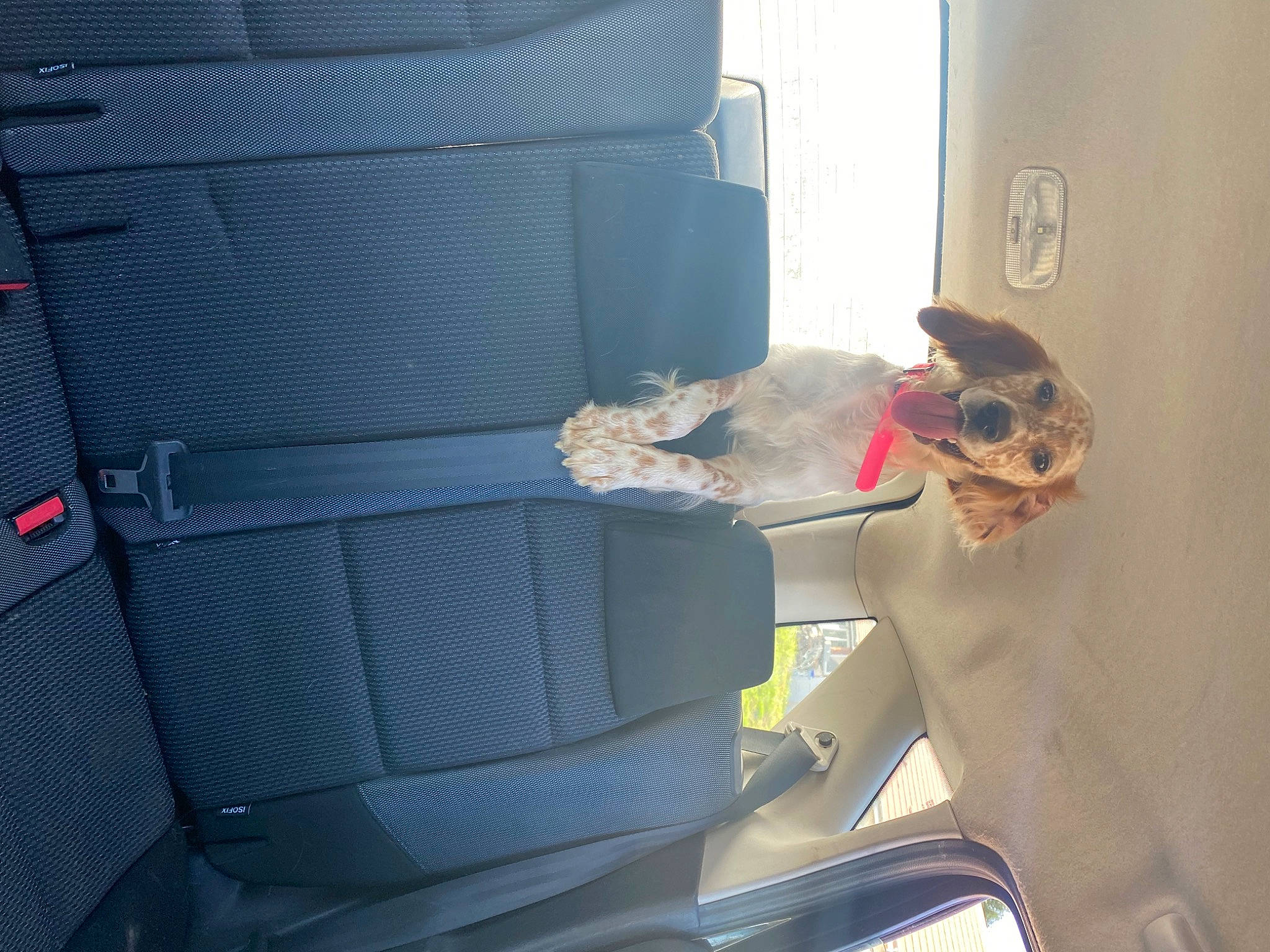 Lilas participe au concours pour gagner de l'argent avec cette photo : auto_part, automotive_design, automotive_exterior, car_seat, car_seat_cover, comfort, family_car, fixture, gas, head_restraint, machine, motor_vehicle, personal_luxury_car, vehicle, vehicle_door, window