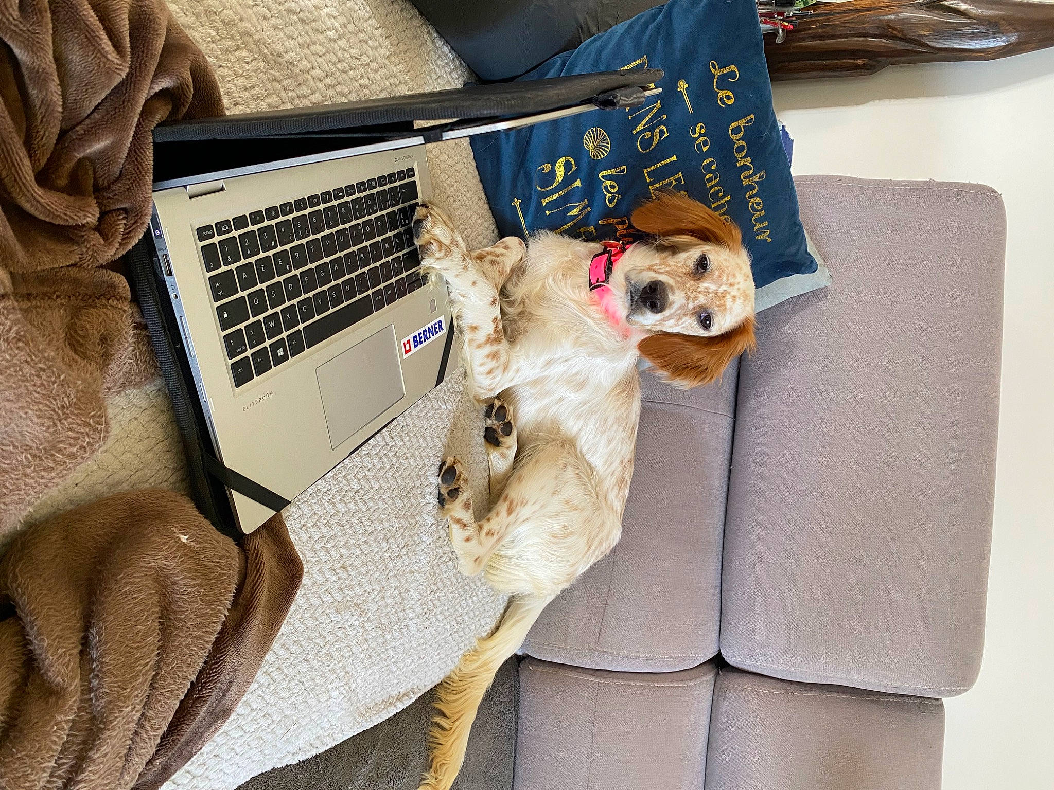 Lilas a rejoint le concours — aidez-le/la à gagner de superbes lots ! bag, carnivore, comfort, communication_device, computer, eyewear, fawn, felidae, gadget, input_device, laptop, linens, netbook, office_equipment, output_device, personal_computer, small_to_medium_sized_cats, space_bar, textile, whiskers