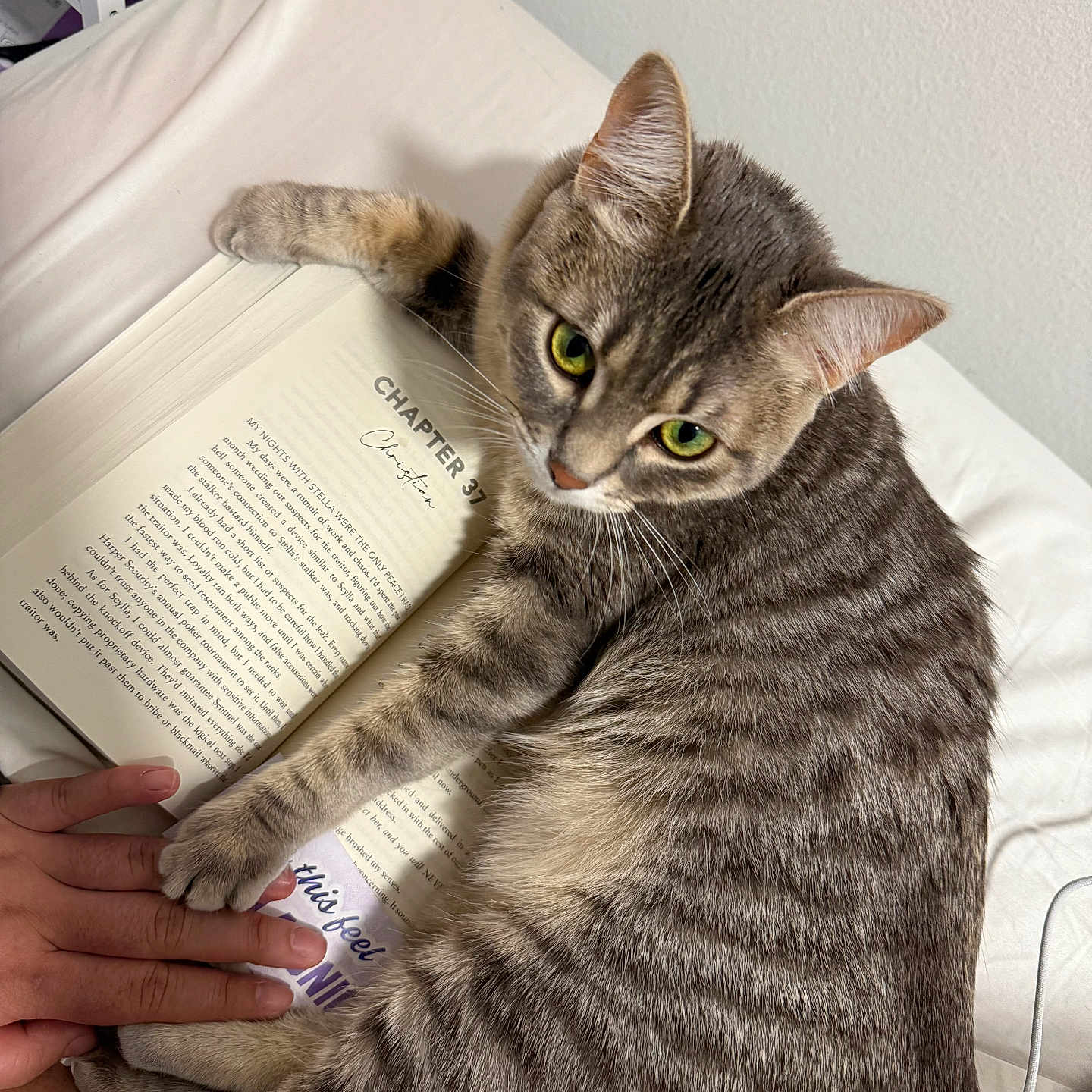 Greyvee Locomoco joined the competition — help win amazing prizes! abyssinian, animal, bodypart, book, cat, computer, electronics, finger, furniture, hand, kitten, laptop, manx, page, pc, person, pet, publication, reading, text