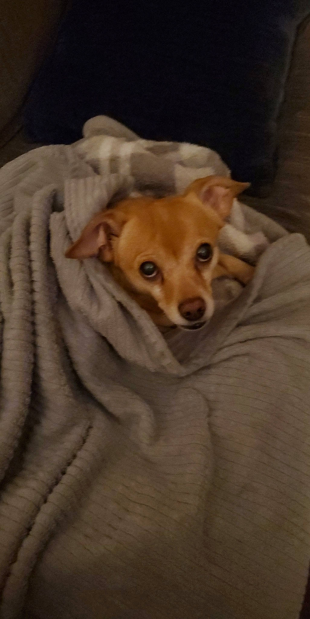 Kreature joined the competition — help win amazing prizes! bed, canidae, carnivore, comfort, companion_dog, dog, dog_breed, dog_supply, ear, fawn, fur, linens, nap, paw, snout, sporting_group, toy_dog, whiskers, wood, working_animal