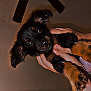 Winnie joined the competition — help win amazing prizes! puppy, dog, black_and_brown, hands, pet, indoor, ceiling, ceiling_fan, curious, cute, animal, small_dog, fur, ears, paws, young, close_up, looking, holding, domestic_animal