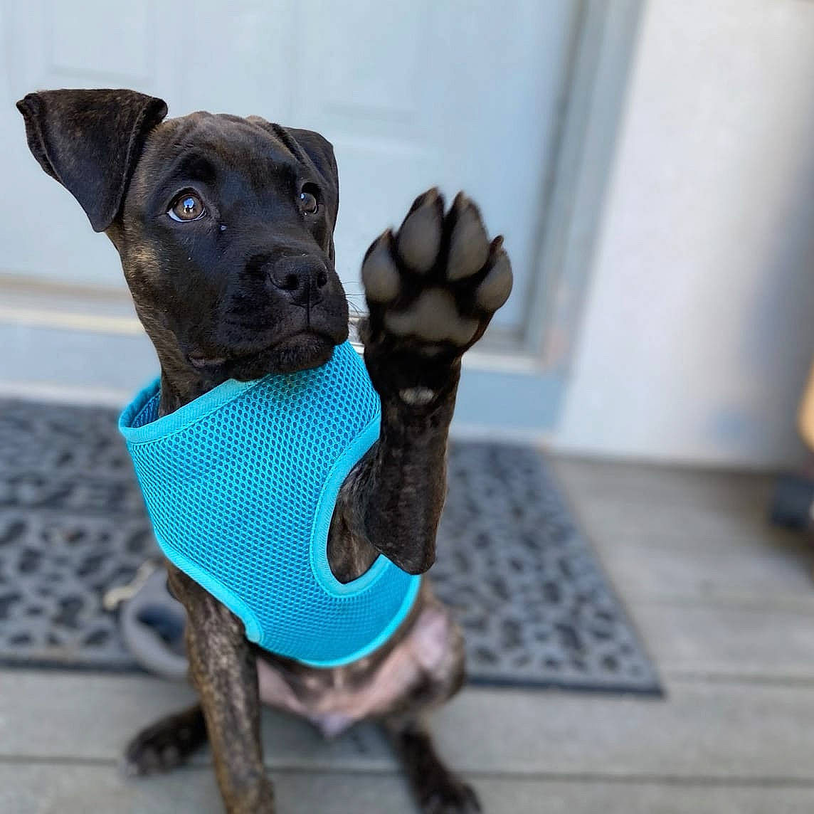 Remy is registered to the contest to win money with this photo: canidae, carnivore, dog, dog_breed, dog_clothes, dog_collar, fashion_accessory, patterdale_terrier, puppy, snout, sporting_group