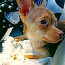 Whittle joined the competition — help win amazing prizes! dog, puppy, small_dog, ears, blanket, white_blanket, car_interior, sunlight, closeup, side_view, brown_fur, curious, pet, cozy, resting, soft_texture, indoors, young_dog, animal, companion