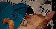 Whittle joined the competition — help win amazing prizes! dog, sleeping, blanket, paw, bed, rest, cozy, pet, fur, ear, animal, cute, domestic_animal, indoor, comfort, relaxation, snuggle, brown, small_dog, quiet