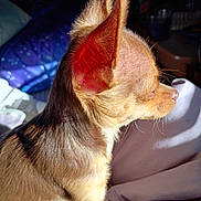 Whittle is registered to the contest to win money with this photo: dog, chihuahua, small_dog, pet, sunlight, indoor, blurred_background, ears, closed_eyes, brown_fur, cozy, blanket, shadow, nose, whiskers, fur_texture, side_profile, resting, soft_light, domestic_animal