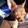Whittle is registered to the contest to win money with this photo: dog, chihuahua, small_dog, brown_fur, sunlight, indoor, pet, animal, closeup, ears, face, whiskers, snout, blanket, cozy, fur_texture, expression, cute, sitting, shadow