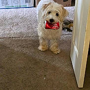 Jacob joined the competition — help win amazing prizes! dog, pet, white_dog, carpet, door, doorway, cardboard_boxes, indoor, can, soda_can, mischievous, fluffy, animal, household, room, playful, standing, fur, chewed_object, domestic