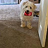 dog, pet, white_dog, carpet, door, doorway, cardboard_boxes, indoor, can, soda_can, mischievous, fluffy, animal, household, room, playful, standing, fur, chewed_object, domestic
