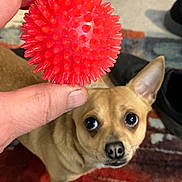 Milo is registered to the contest to win money with this photo: dog, toy, red_ball, hand, indoor, carpet, shoes, pet, play, small_dog, tan_dog, closeup, animal, curious, ears, nose, eyes, floor, human_hand, background