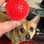 dog, toy, red_ball, hand, indoor, carpet, shoes, pet, play, small_dog, tan_dog, closeup, animal, curious, ears, nose, eyes, floor, human_hand, background