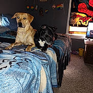 Scrappy is registered to the contest to win money with this photo: dog, bed, blanket, indoor, carpet, pride_flags, wall_decor, pillow, furniture, spiderman_tapestry, window, table, yellow_bucket, black_dog, tan_dog, light, shadow, room, cute, pets