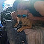 Scrappy is registered to the contest to win money with this photo: dog, person, indoor, bed, clothing, sunglasses, pile_of_clothes, window, casual, relaxed, sunlight, home, pet, resting, blue, jeans, face, human, animal, furniture