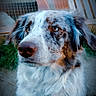 dog, portrait, speckled_fur, fluffy, outdoor, fence, wooden_panel, grass, pet, animal, attentive, brown_eyes, close_up, nature, canine, muzzle, fur_texture, calm, background_blur, side_view