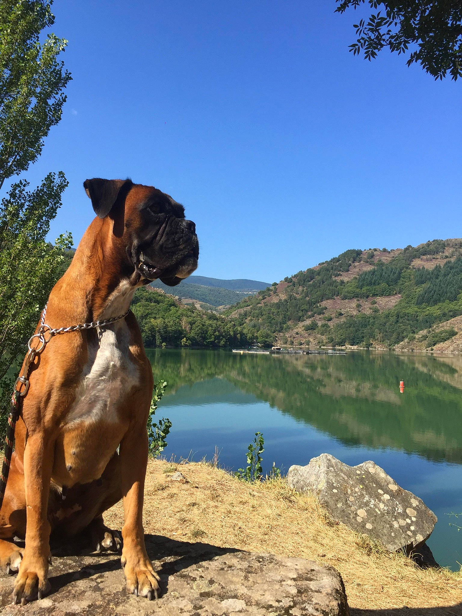 Lexy a rejoint le concours — aidez-le/la à gagner de superbes lots ! canidae, carnivore, companion_dog, dog, dog_breed, dog_collar, fawn, hill, lake, lake_district, landscape, mountain, mountain_range, natural_landscape, plant, reservoir, sky, tree, water, working_animal
