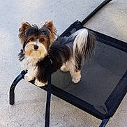 Fabio joined the competition — help win amazing prizes! animal, black_mesh_bed, companion, curious, cute, dog, ears, elevated_pet_bed, fluffy, fur, leash, looking_at_camera, outdoor, pavement, pet, resting_place, small_dog, standing, tail, tri_color