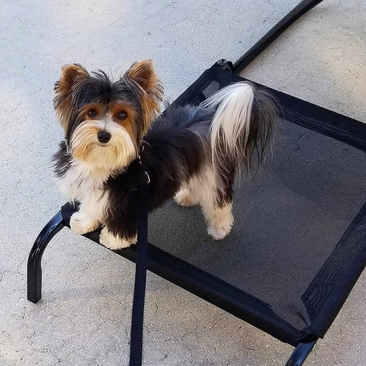 Fabio joined the competition — help win amazing prizes! animal, black_mesh_bed, companion, curious, cute, dog, ears, elevated_pet_bed, fluffy, fur, leash, looking_at_camera, outdoor, pavement, pet, resting_place, small_dog, standing, tail, tri_color