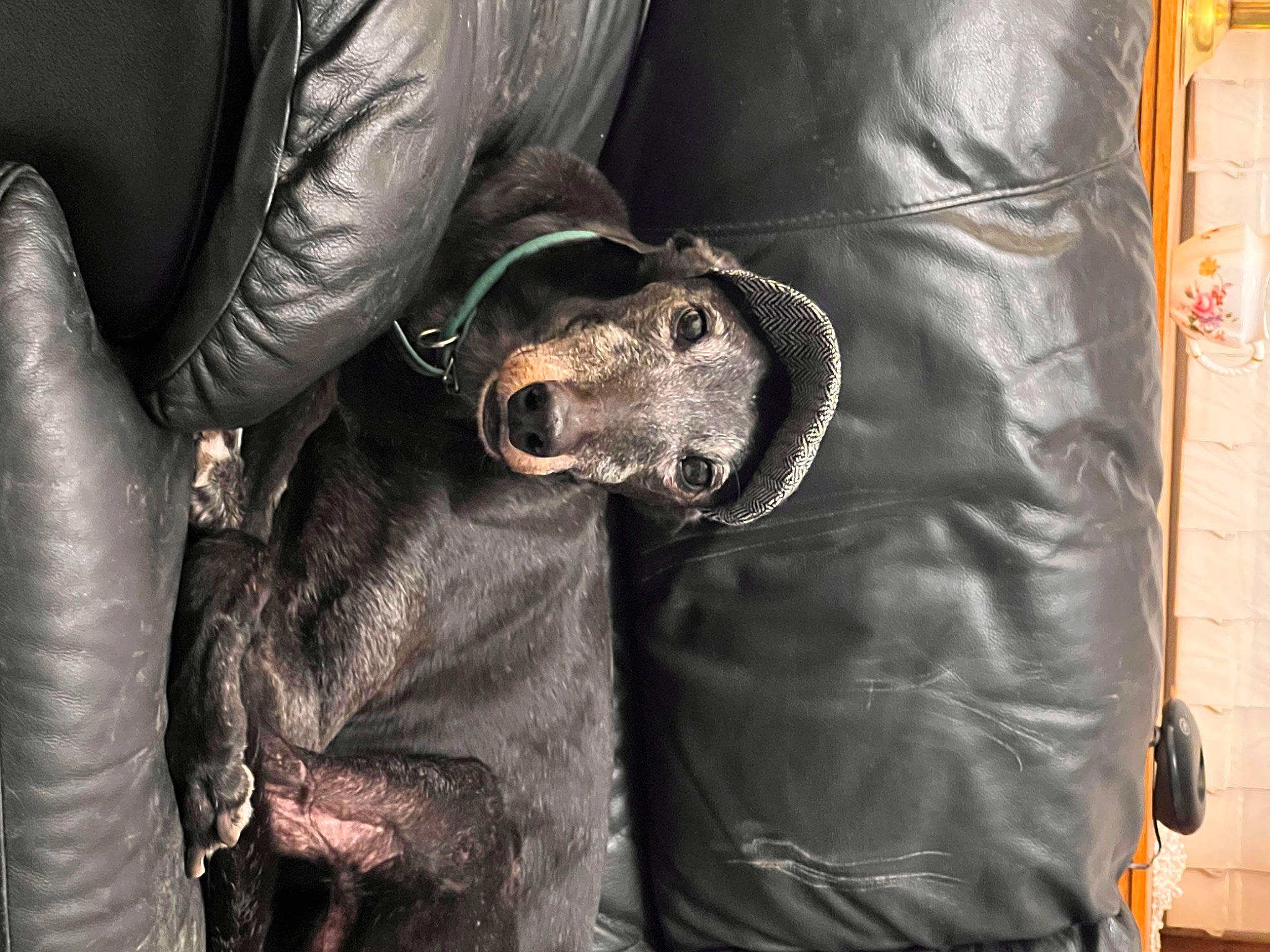 Zac joined the competition — help win amazing prizes! auto_part, automotive_tire, carnivore, comfort, companion_dog, denim, dog, dog_breed, dog_collar, fur, human_leg, leather, leather_jacket, personal_protective_equipment, sleeve, snout, sporting_group, textile, thigh, working_animal