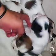 Noisettes a rejoint le concours — aidez-le/la à gagner de superbes lots ! puppy, dog, dogs, spotted, black_and_white, brown, animal, pet, cuddling, human_hand, sleeping, close_up, bed, blanket, indoor, social_media, screenshot, blurry, portrait, cute