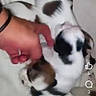 puppy, dog, dogs, spotted, black_and_white, brown, animal, pet, cuddling, human_hand, sleeping, close_up, bed, blanket, indoor, social_media, screenshot, blurry, portrait, cute