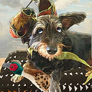Layla is registered to the contest to win money with this photo: airedale, animal, canine, clothing, couch, cushion, dog, dogbed, footwear, furniture, hat, homedecor, insect, invertebrate, panther, pet, poodle, puppy, terrier, whitedog